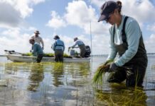 Tech Initiatives Propel 20 Gulf Coast Projects for Environmental, Economic Growth